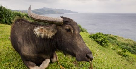 Hornbrillen Büffelhornbrillen Brillen München